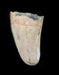 Cretaceous Fossil Crocodile (Elosuchus) Tooth - Morocco #49058-1